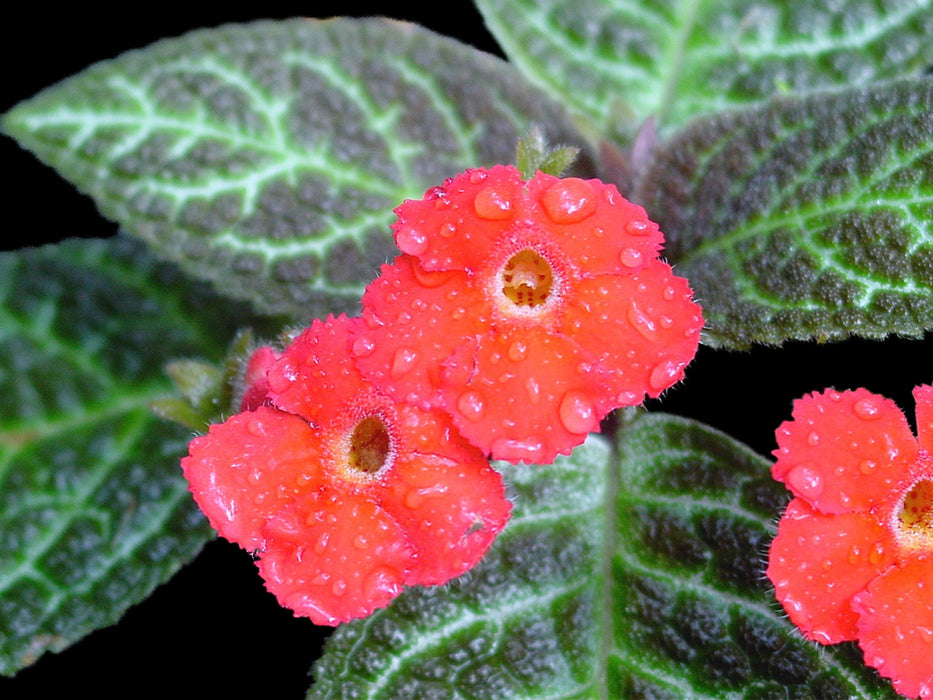 Episcia cupreata