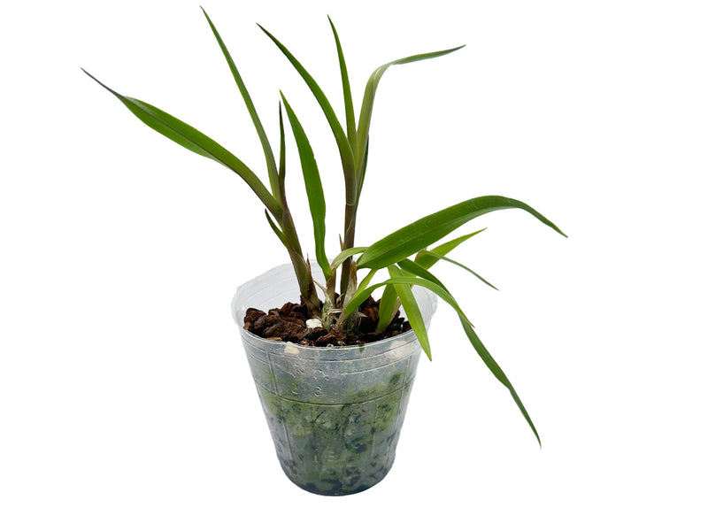 Epithechea Ecuagenera