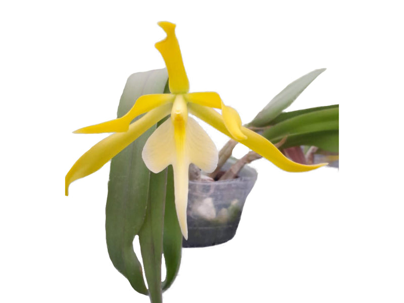 Epithechea Ecuagenera