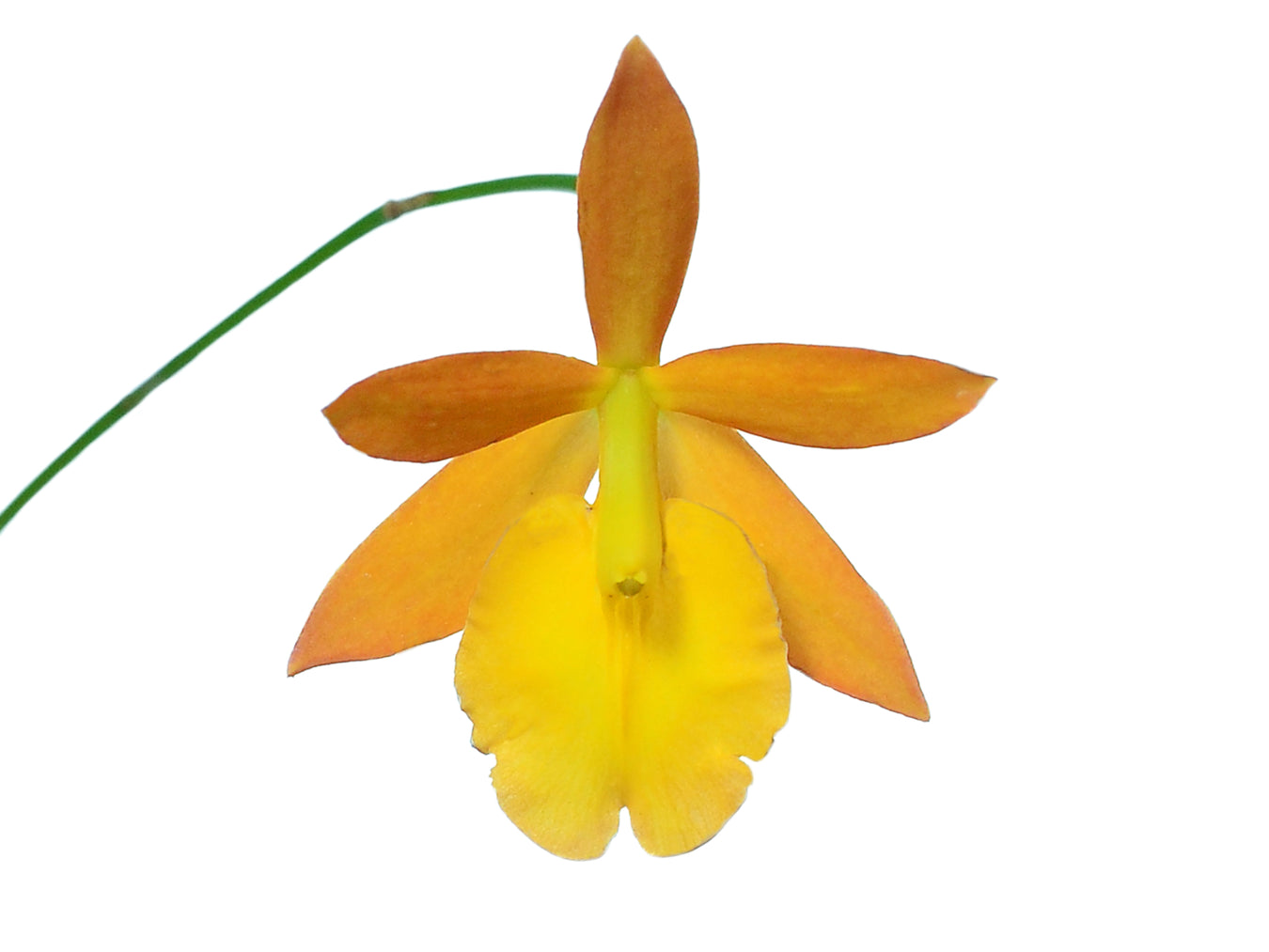 Híbrido de epidendrum