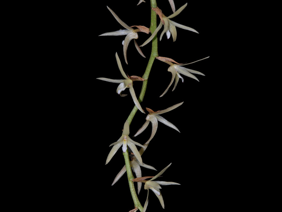 Eria javanica