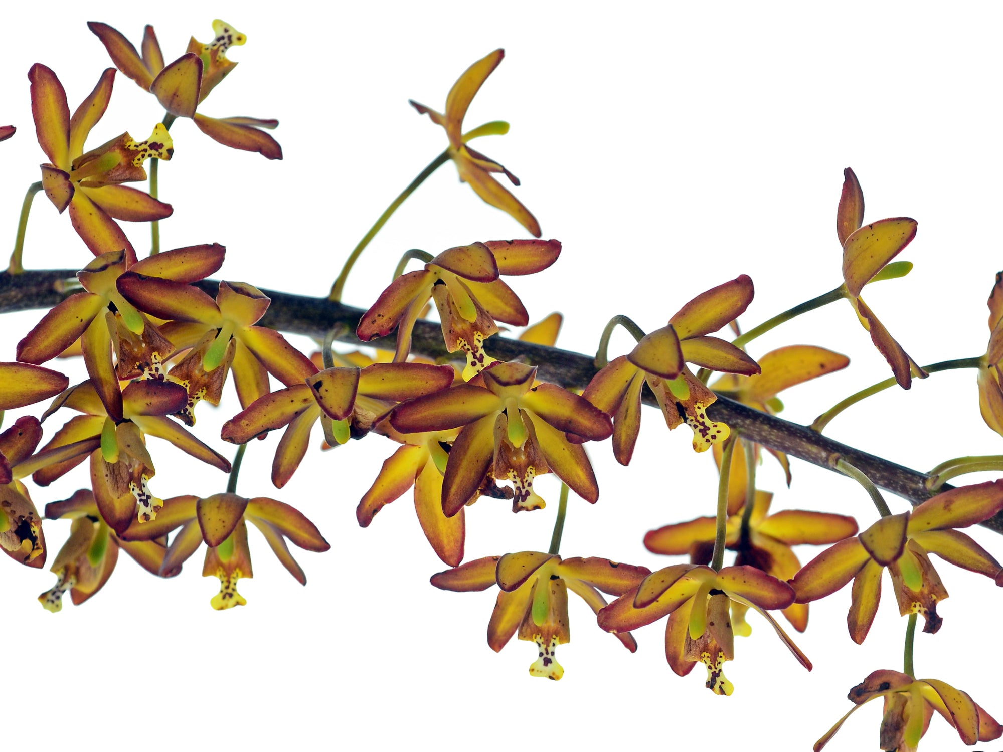 Eriopsis biloba