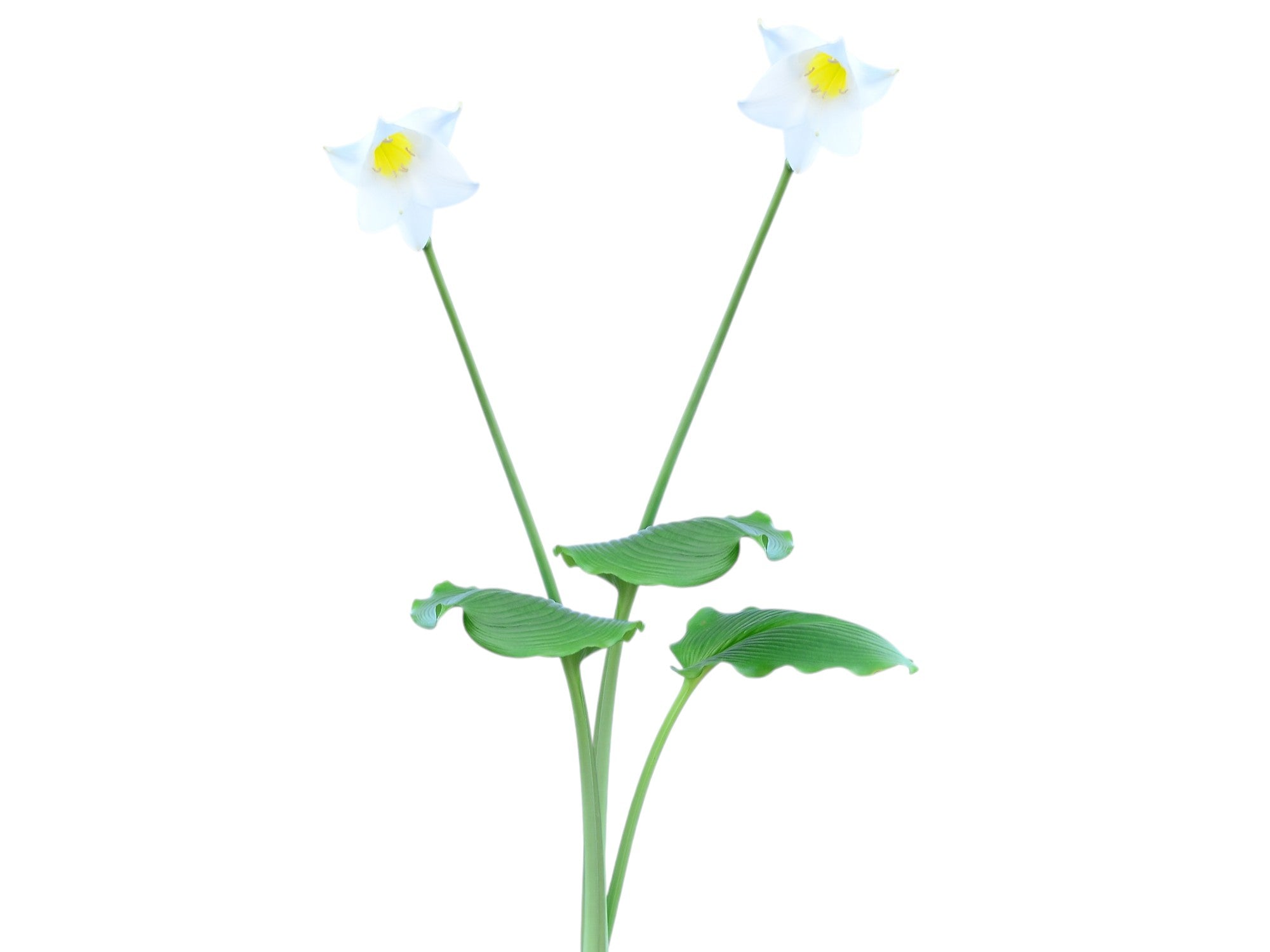 Eucharis candida