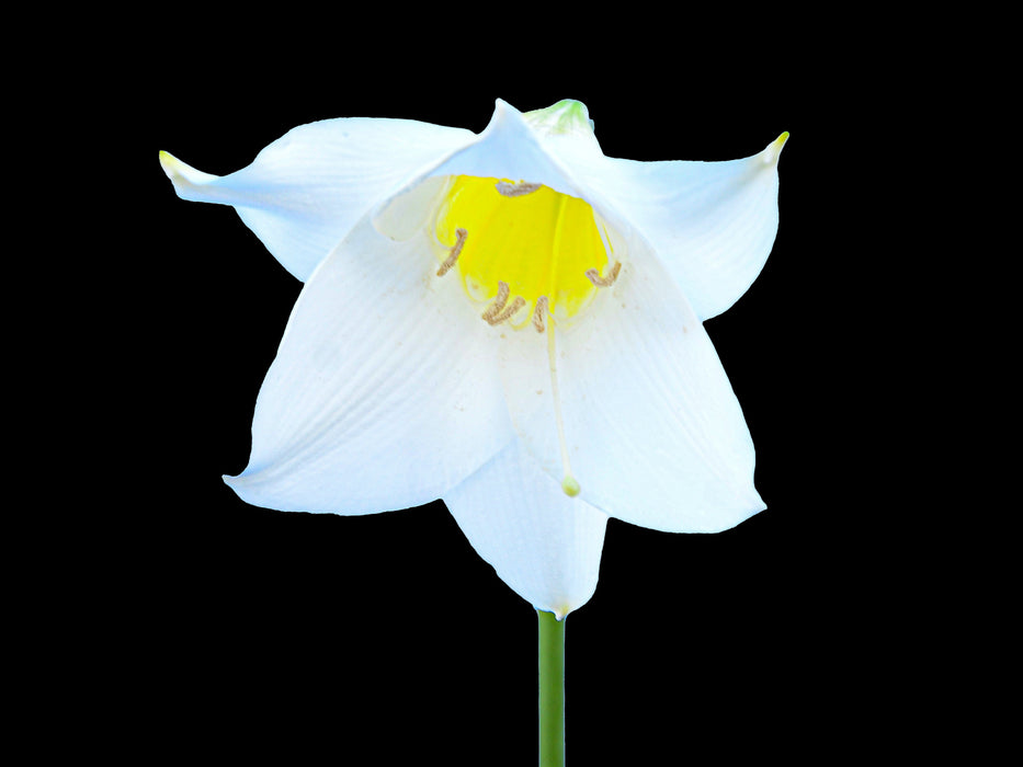 Eucharis candida