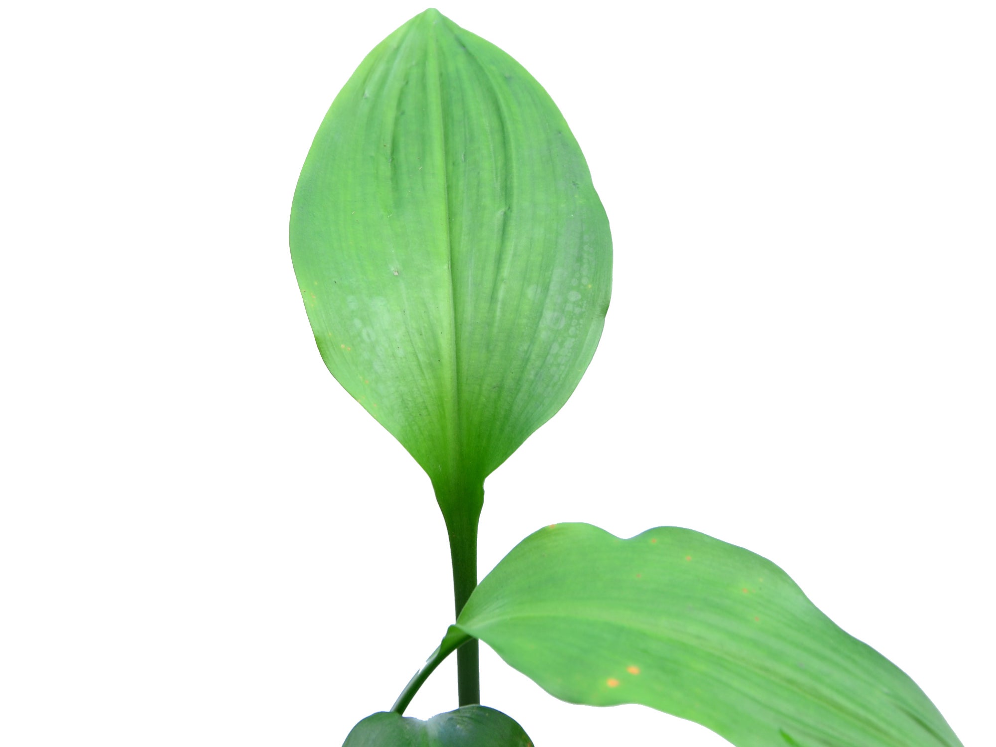 Eucharis moorei