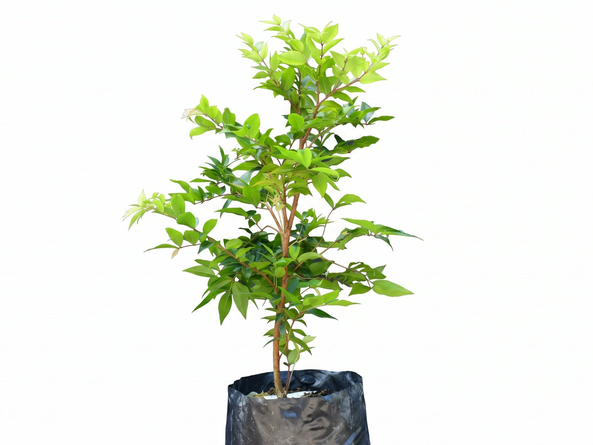 Eugenia uniflora