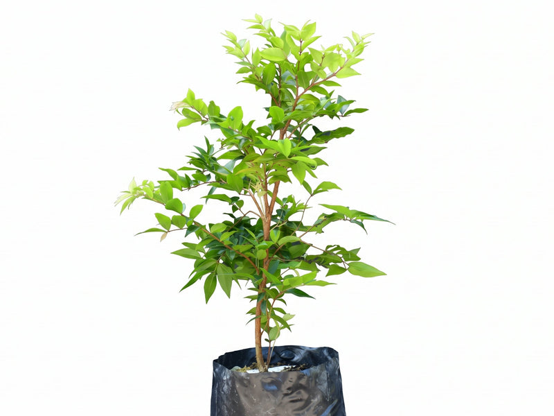 Eugenia uniflora