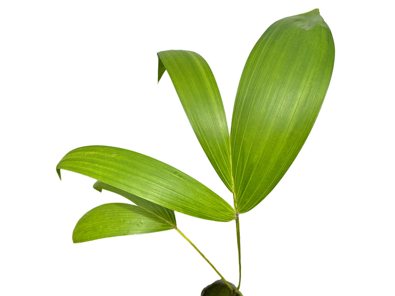 Euterpe precatoria var. precatoria