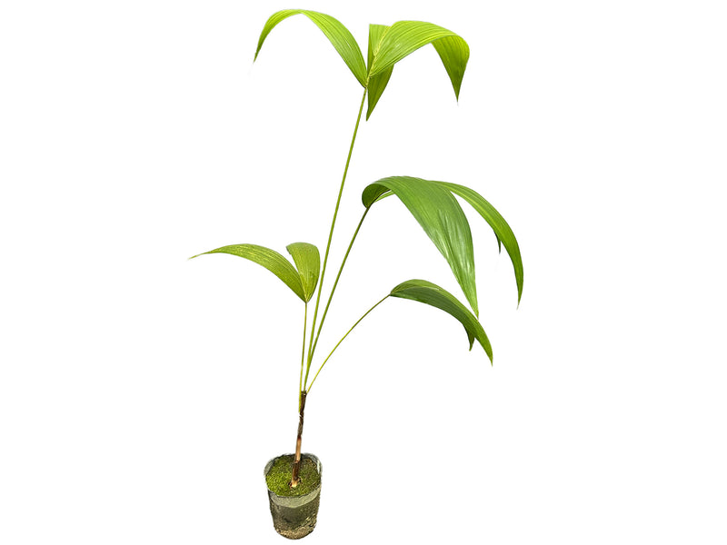 Euterpe precatoria var. precatoria