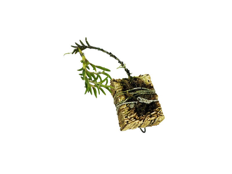 Fernandezia subbiflora