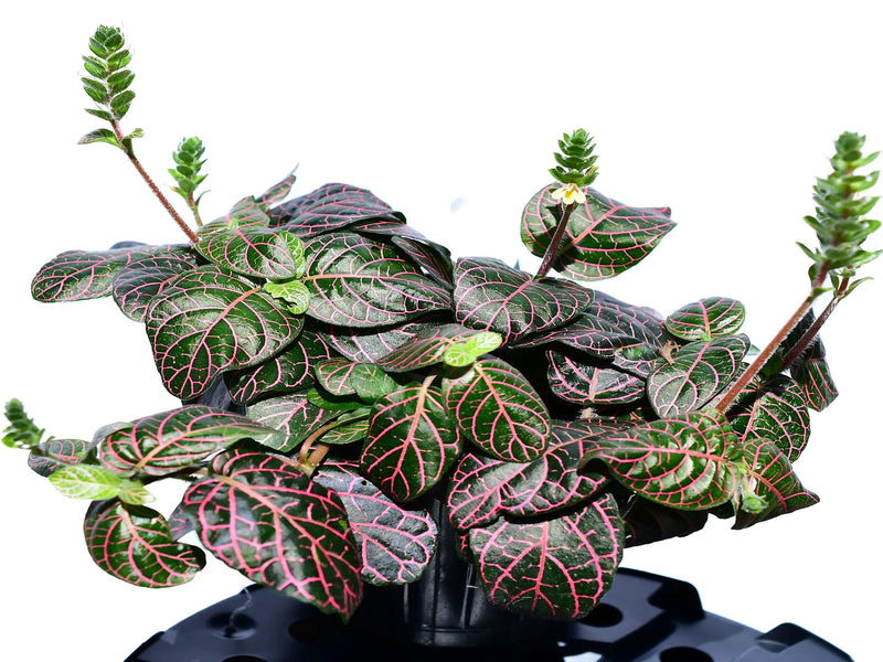 Fittonia verschaffeltii var. argyroneura