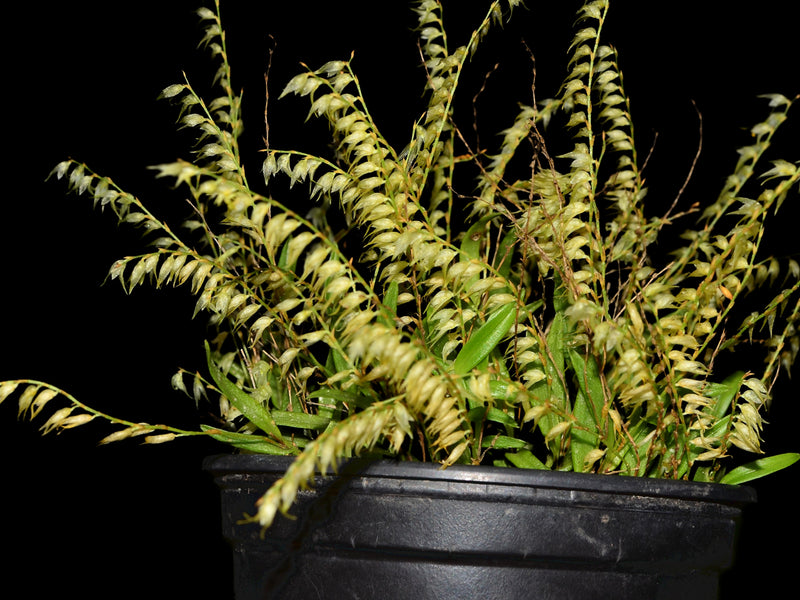 Frondaria caulescens