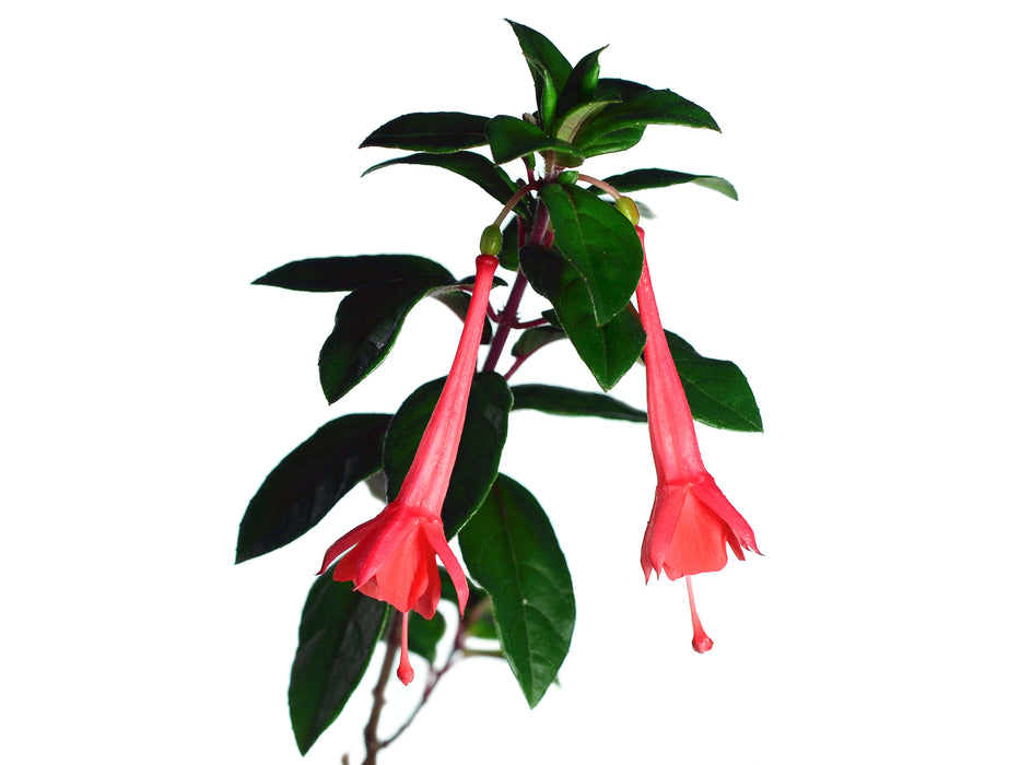 Fuchsia loxensis