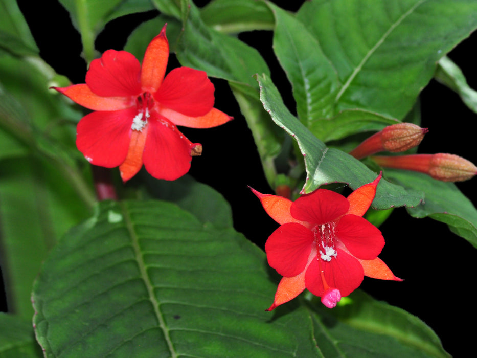 Fuchsia vulcanica