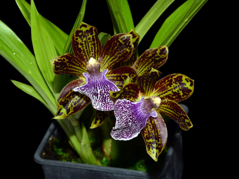 Galeopetalum Princesa Huri