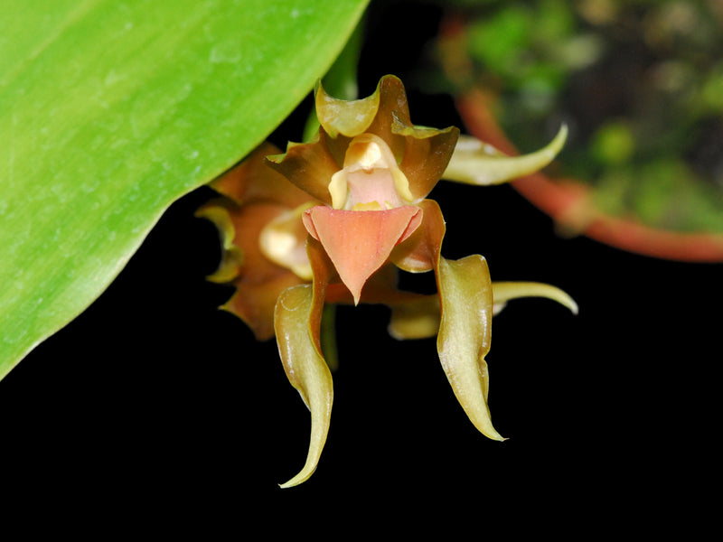 anthurium galeotti Galeottia acuminata — Ecuagenera Orquídeas del Ecuador