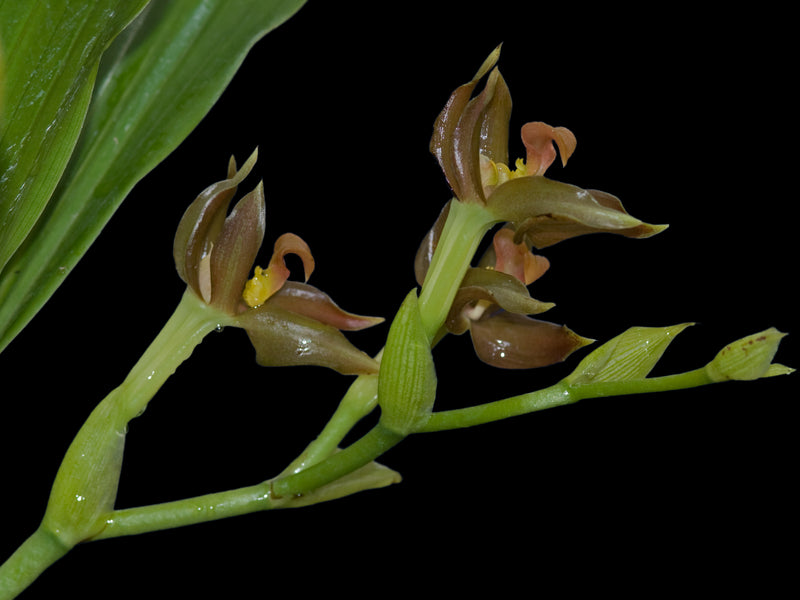 anthurium galeotti Galeottia acuminata — Ecuagenera Orquídeas del Ecuador