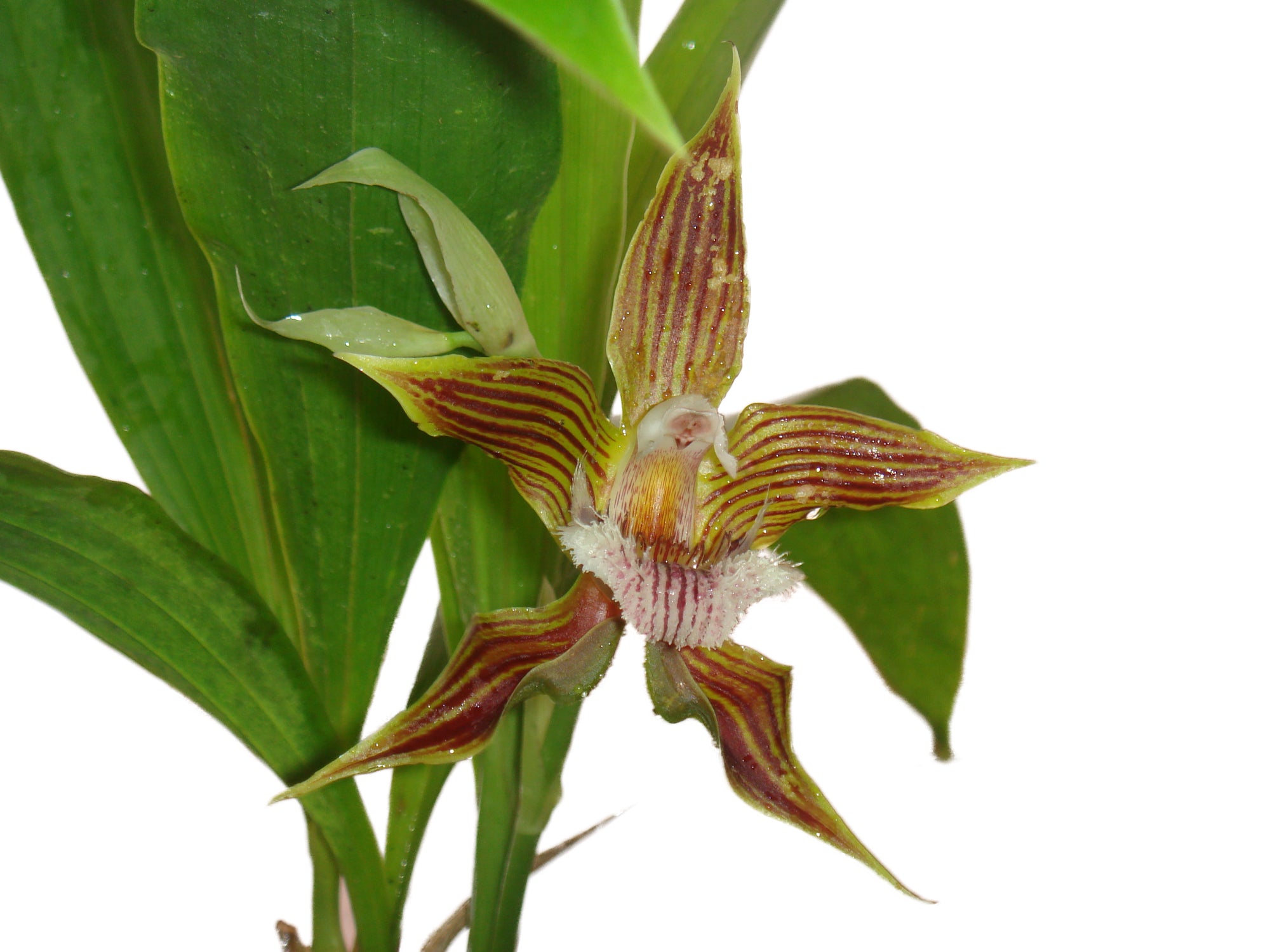 Galeottia fimbriata