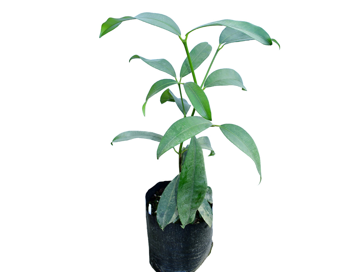 Garcinia humilis
