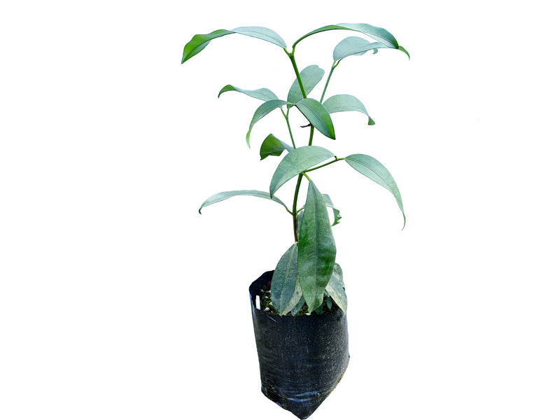 Garcinia humilis