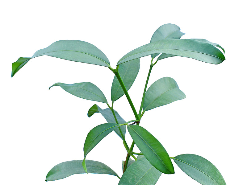 Garcinia humilis
