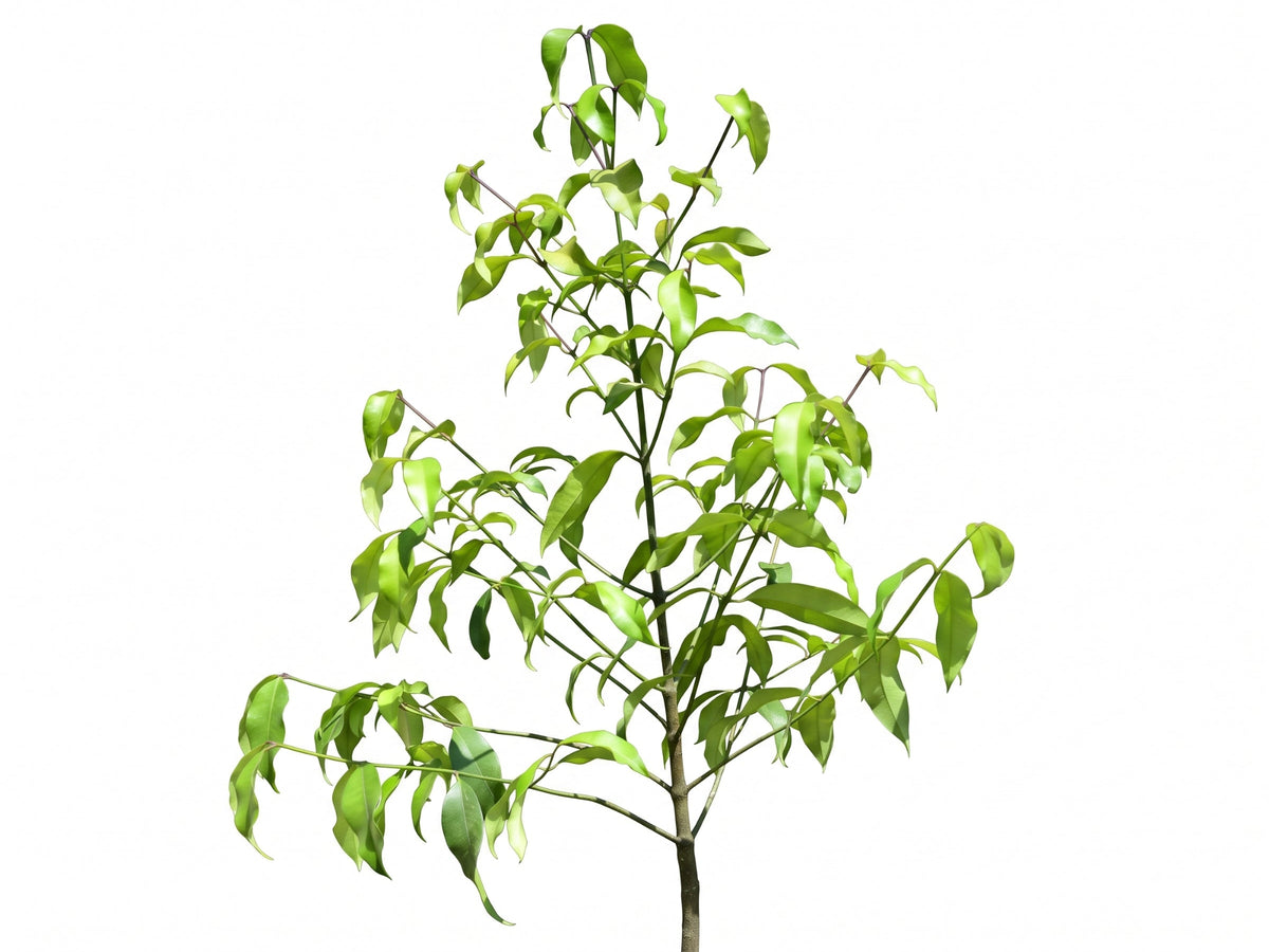 Garcinia madruno