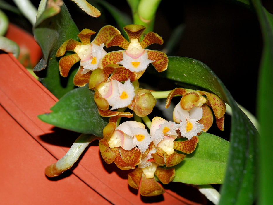 Gastrochilus calceolaris