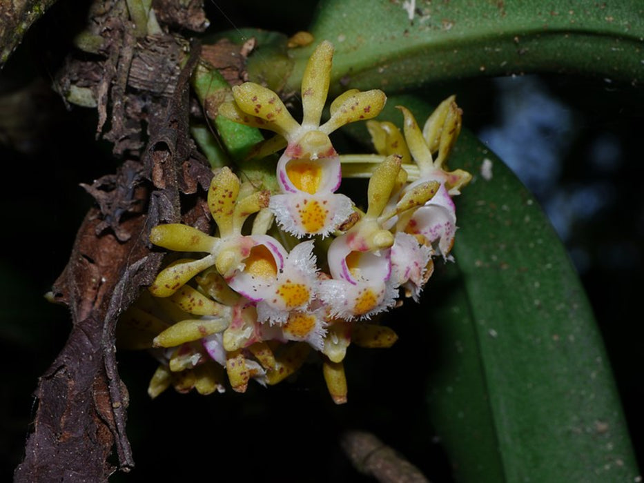 Gastrochilus obliquus