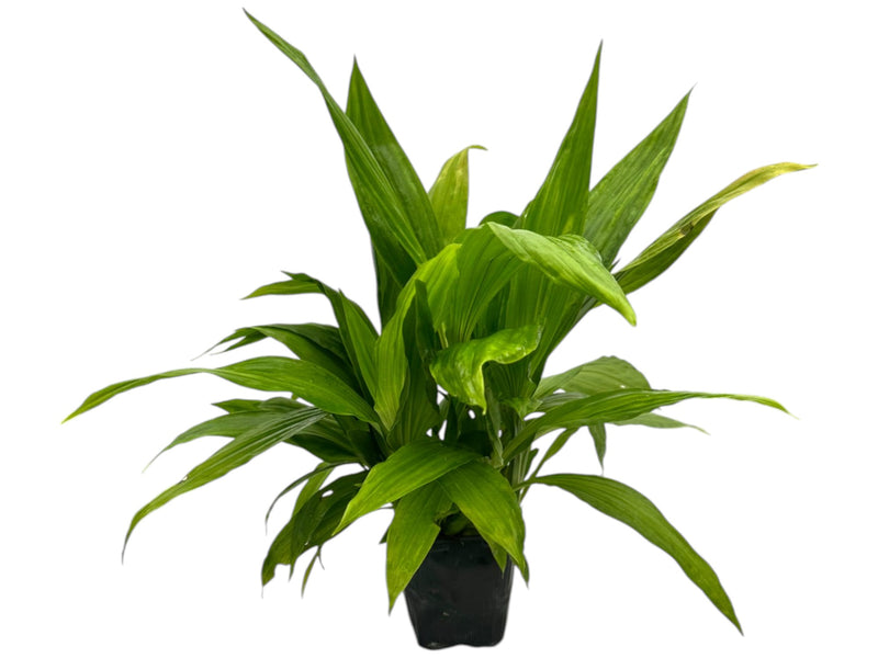 Gastrophaius Queen Margrethe 'Timo'