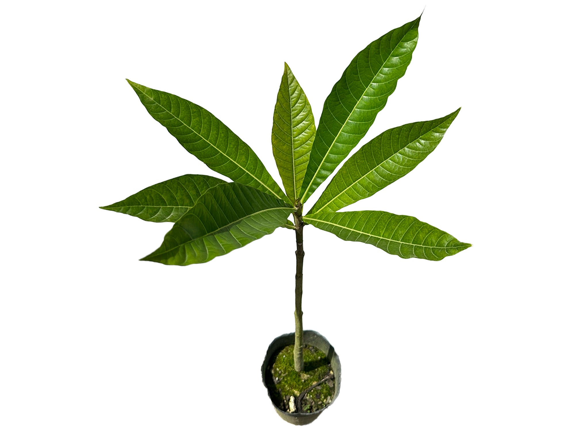 Genipa americana — Ecuagenera Orquídeas del Ecuador