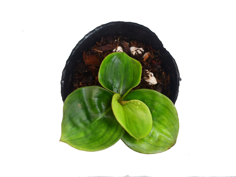 Geogenanthus ciliatus Pangui