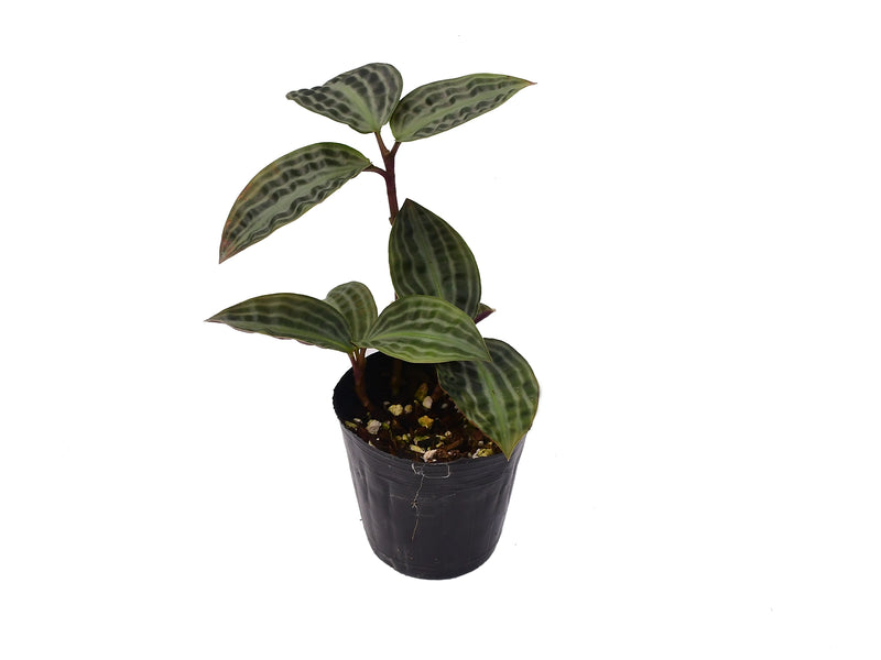 Geogenanthus poeppigii