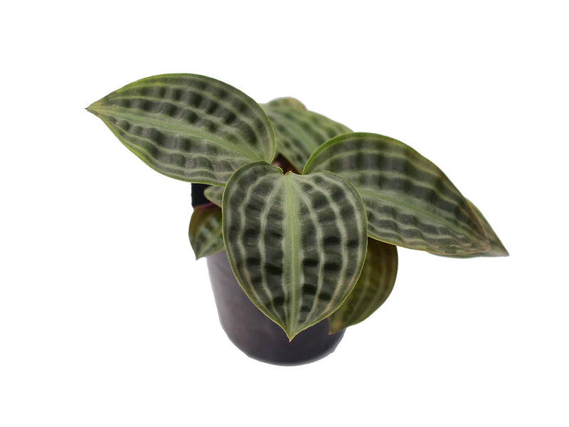 Geogenanthus poeppigii