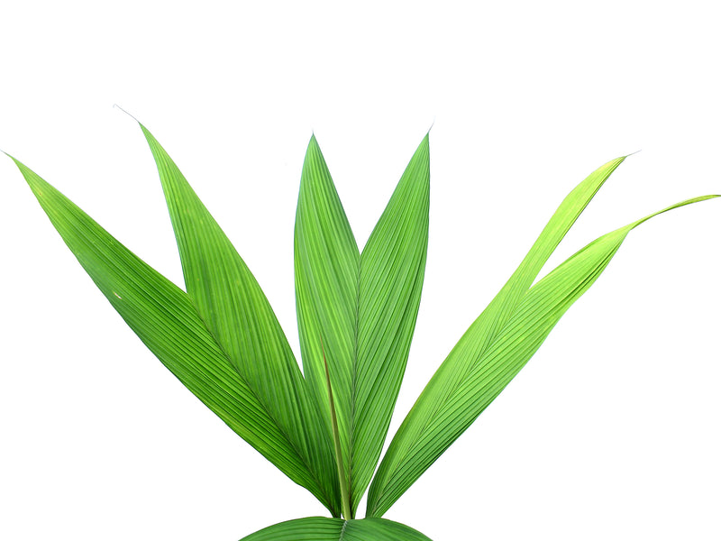 Geonoma macrostachys