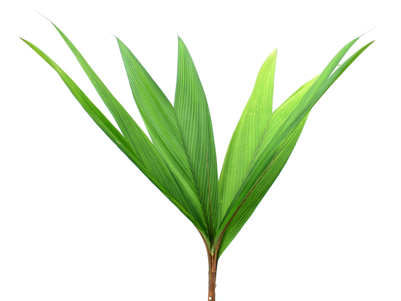Geonoma macrostachys
