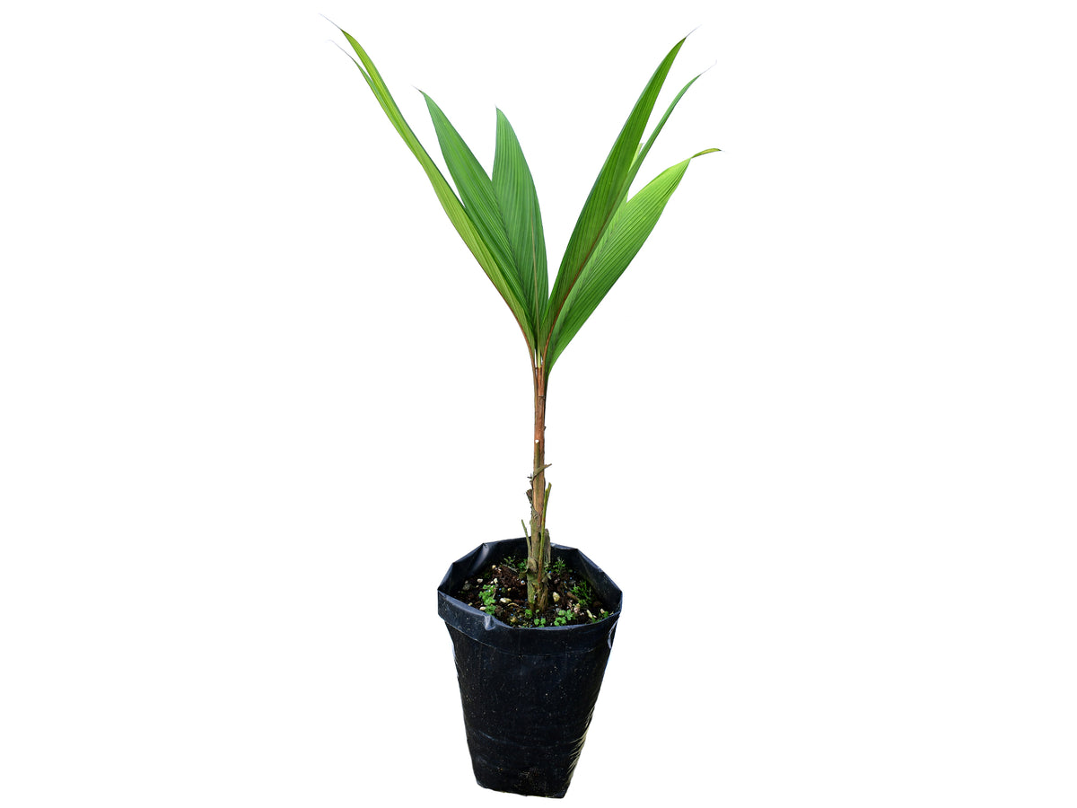 Geonoma macrostachys