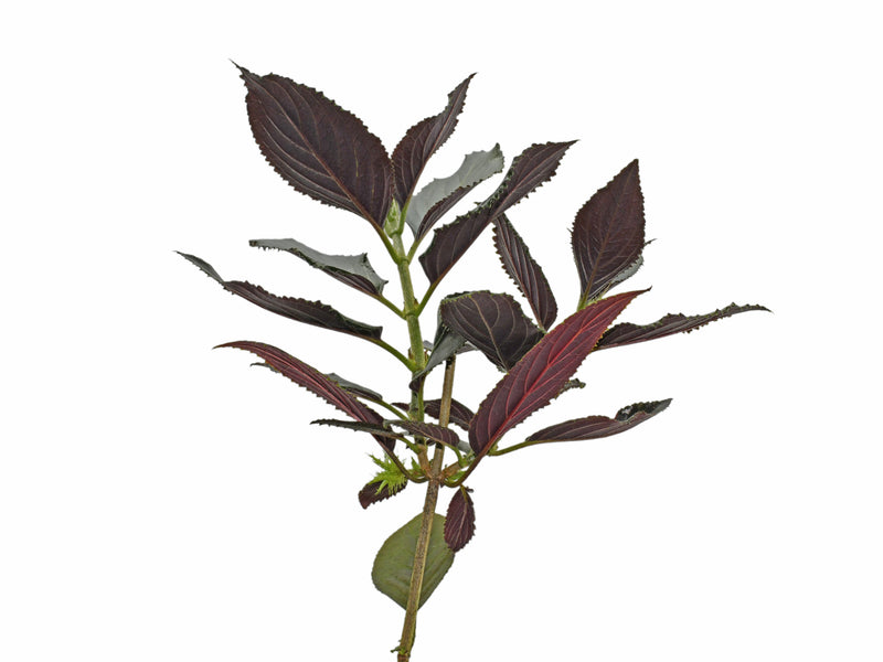 Glossoloma purpureum