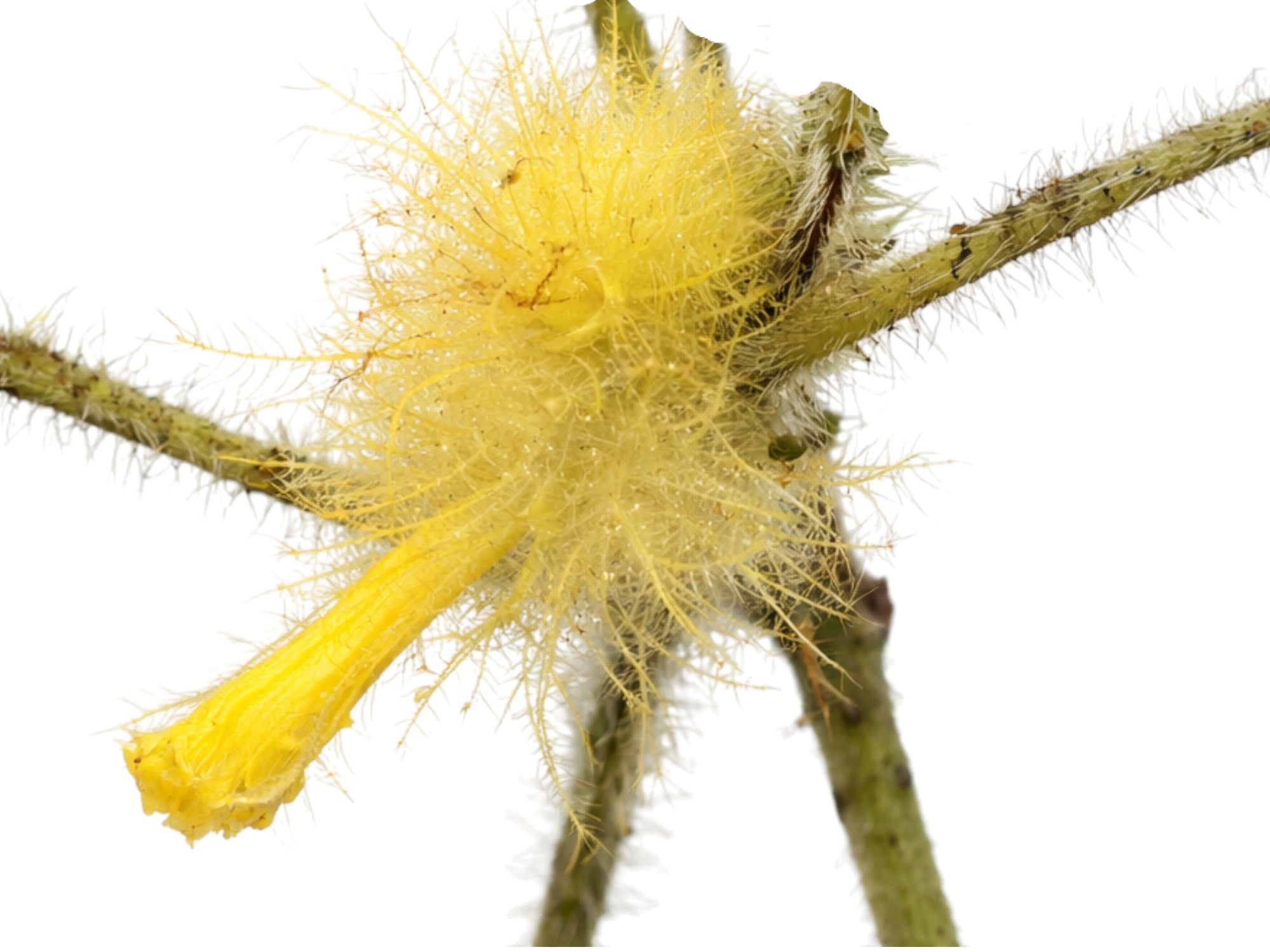 Glossoloma sprucei