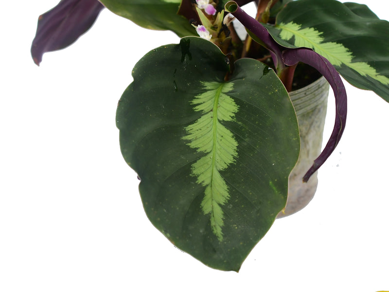 Goeppertia dressleri