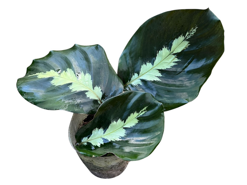 Goeppertia dressleri