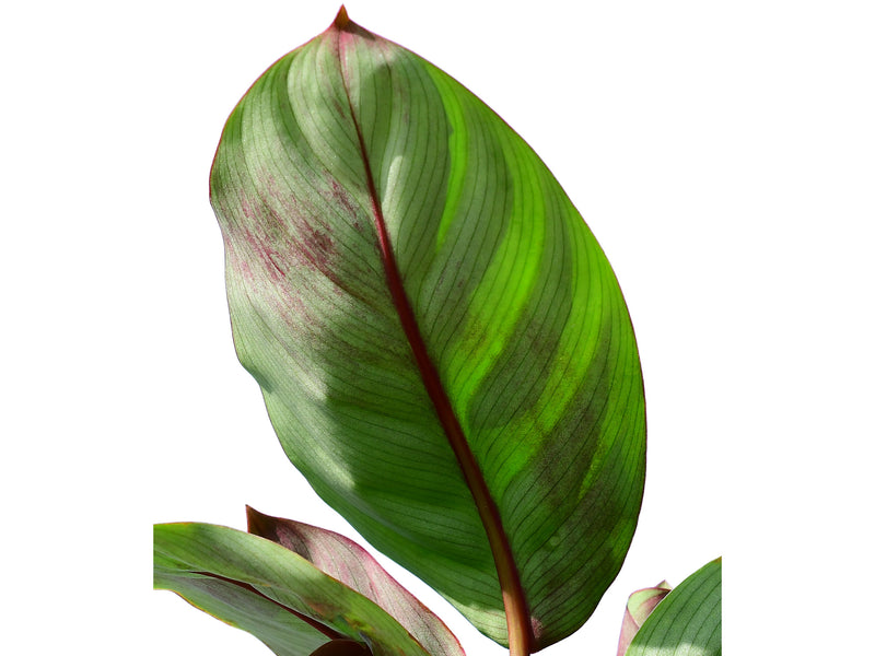 Goeppertia ecuadoriana 'iricolor'