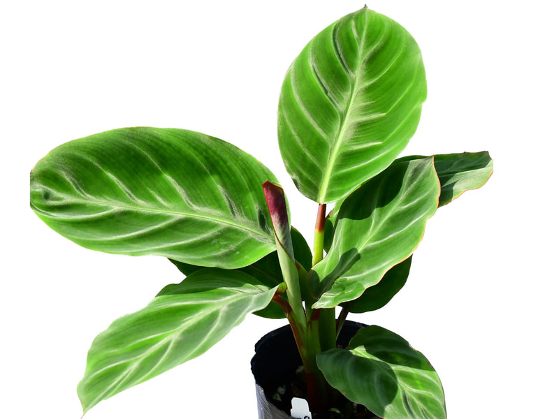 Goeppertia ecuadoriana 'iricolor'