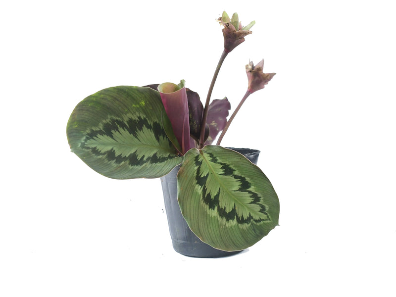 Goeppertia virginalis