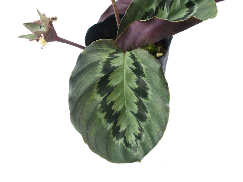 Goeppertia virginalis