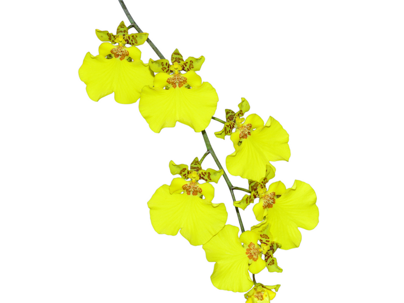 Gomenkoa Spotty Burr