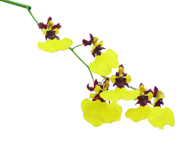 Gomesa Gigi Portilla 'Little Panda'