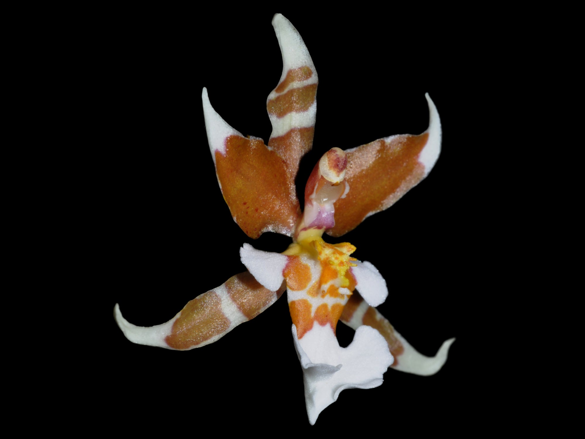 Gomesa barbata