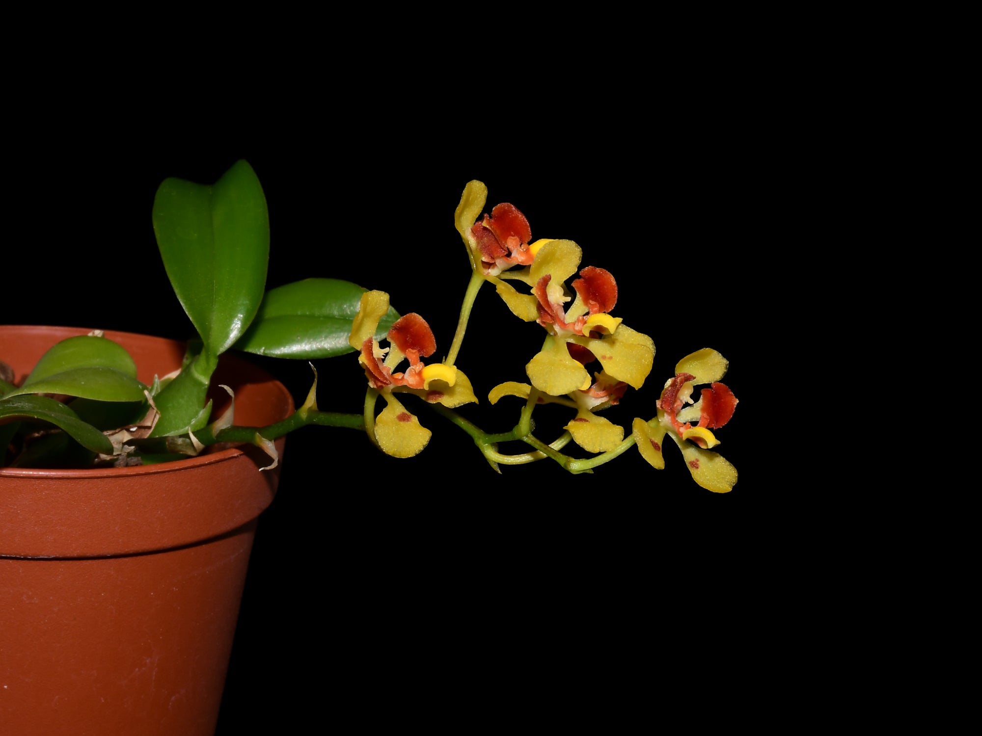 Gomesa colorata