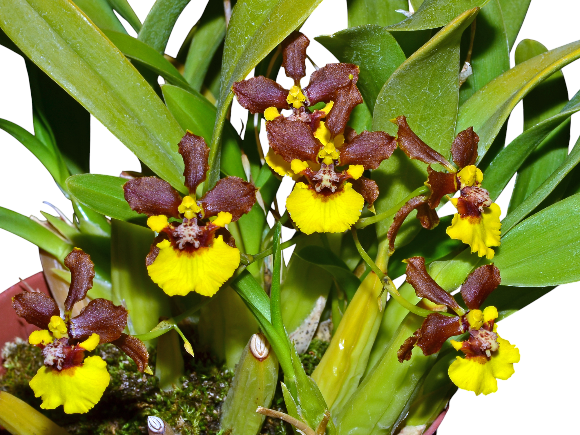 Gomesa croesus