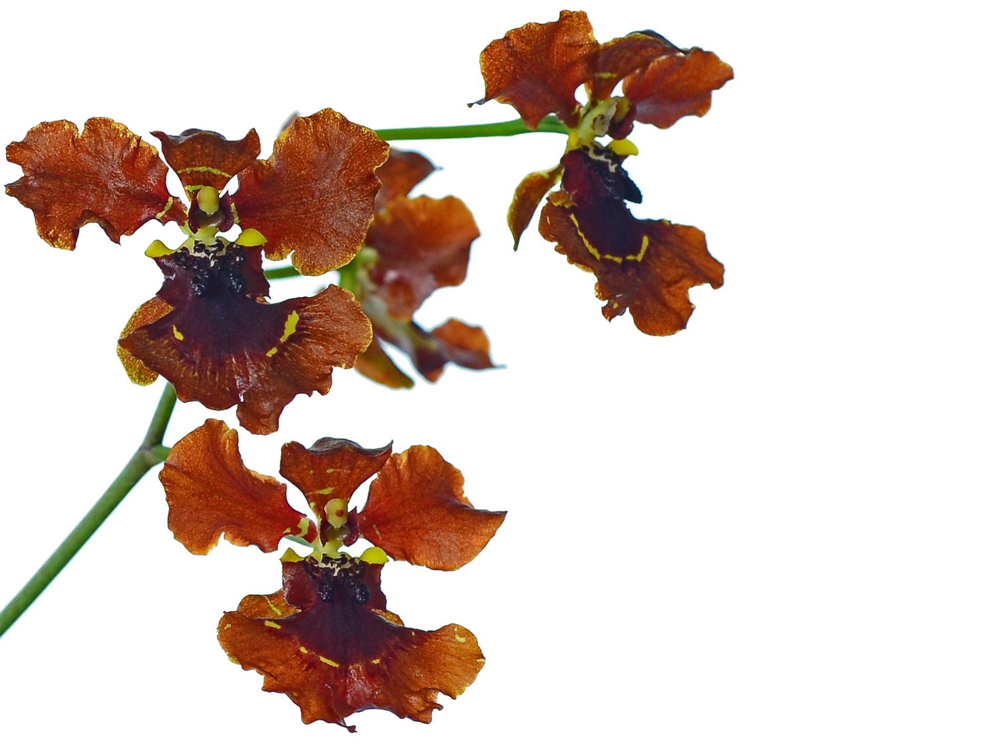 Gomesa novaesae